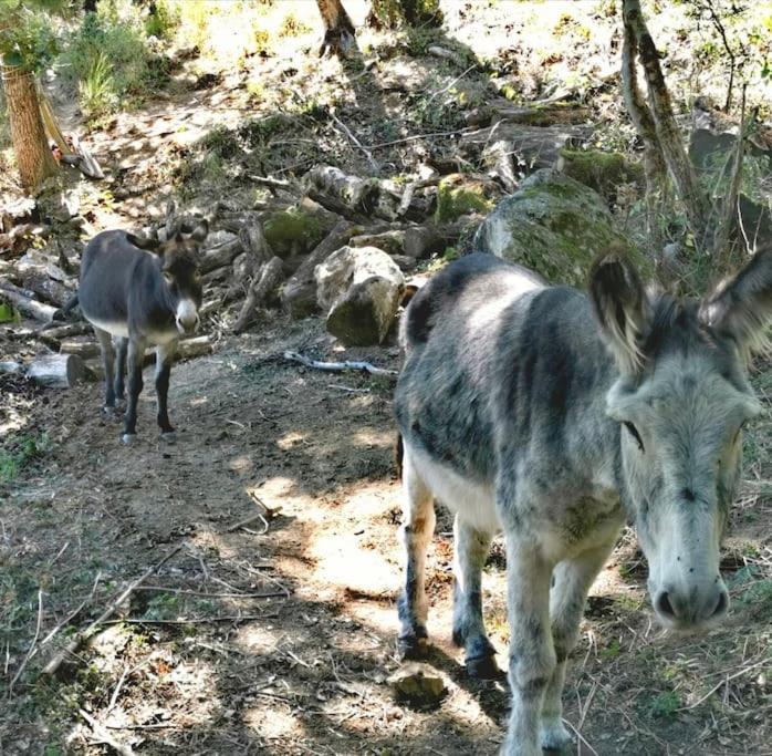 Gite Les Cadichons De La Grange Saint-Péray エクステリア 写真