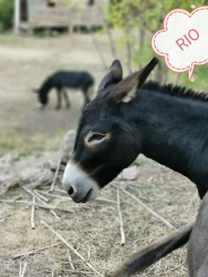 Gite Les Cadichons De La Grange Saint-Péray エクステリア 写真